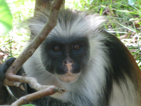 Red Colobus-Monkey